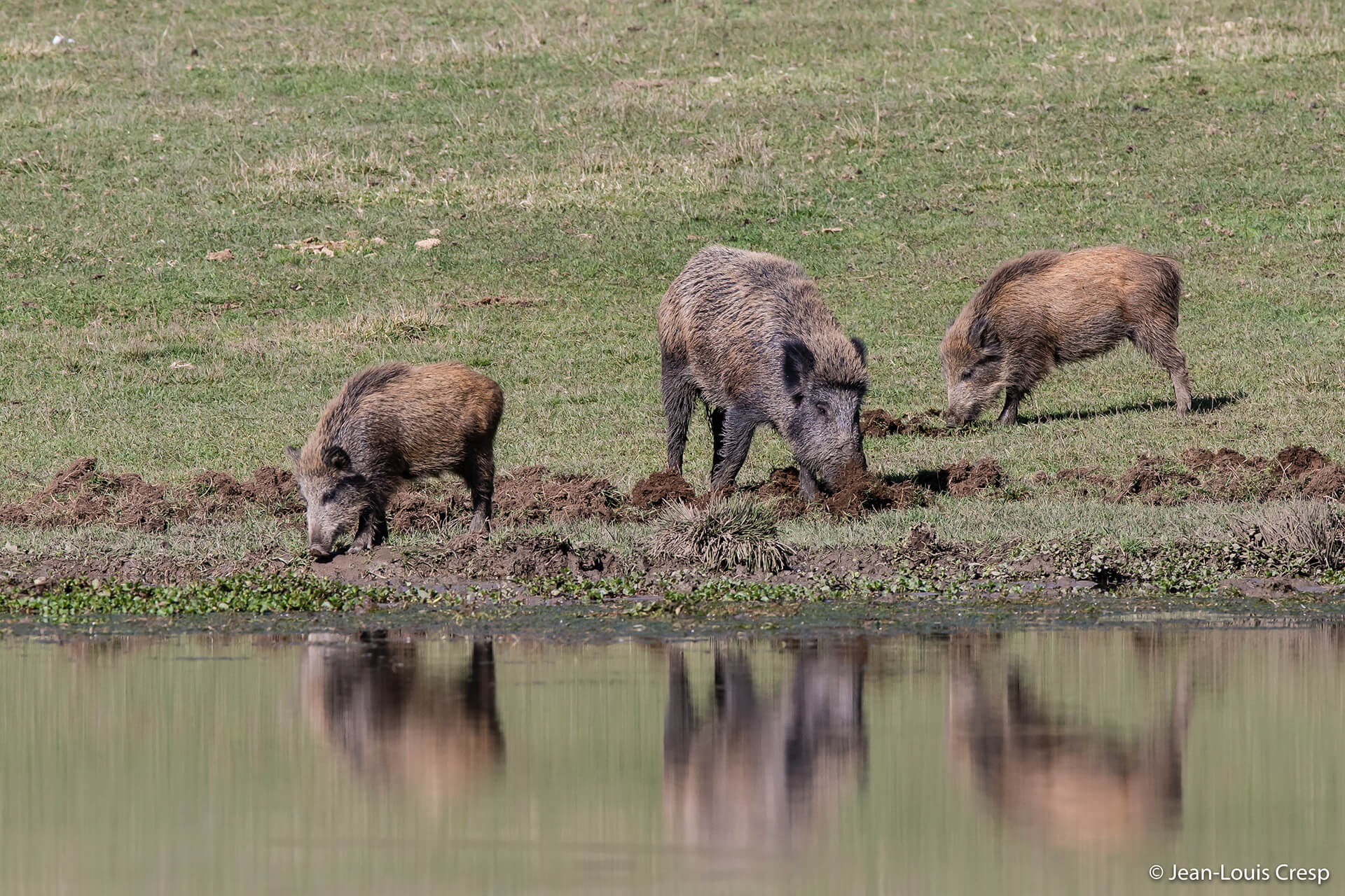 suino africano simile al cinghiale