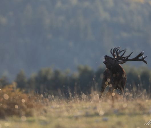 SAFARI DEL BRAMITO DEL CERVO