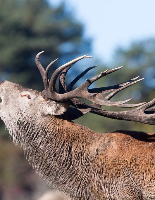 Séjour Brame - Vivez la saison des amours du Cerf d'Europe !