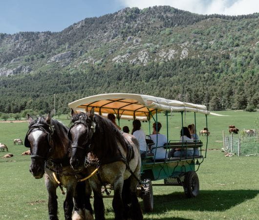 Safari guidato in carrozza trainata da cavalli