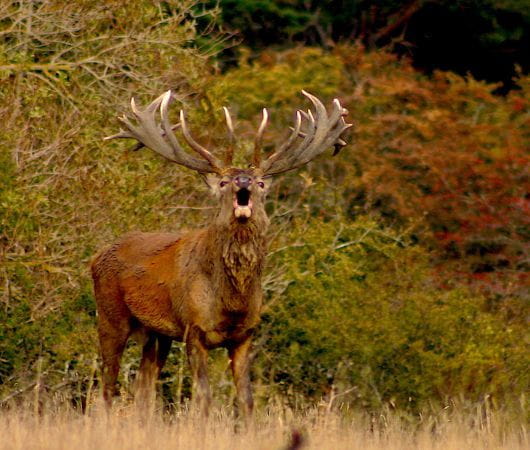 Capriolo del cervo