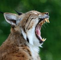 La lince boreale (0)