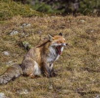 La volpe rossa (0)