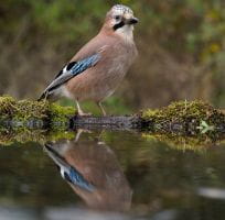 I passeriformi (0)