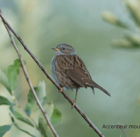 I passeriformi (0)