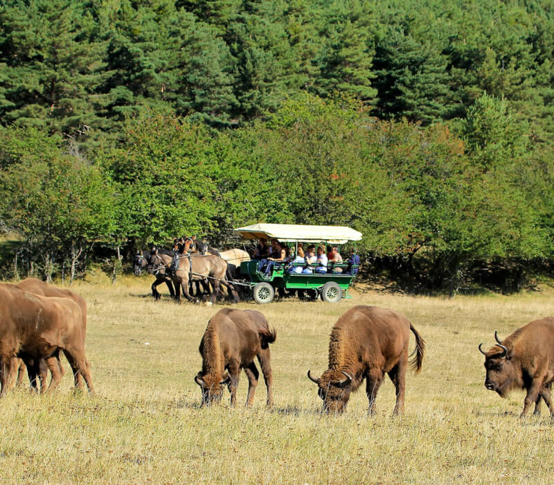 Safari guidato in carrozza trainata da cavalli